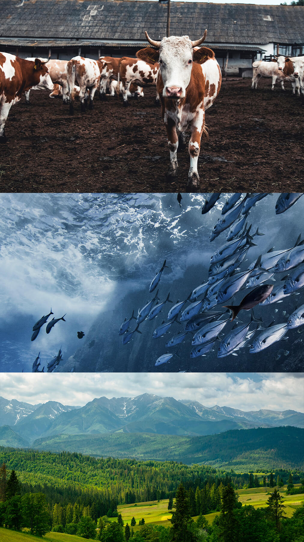 Mii-Biodiversity Biodiversity in the planet