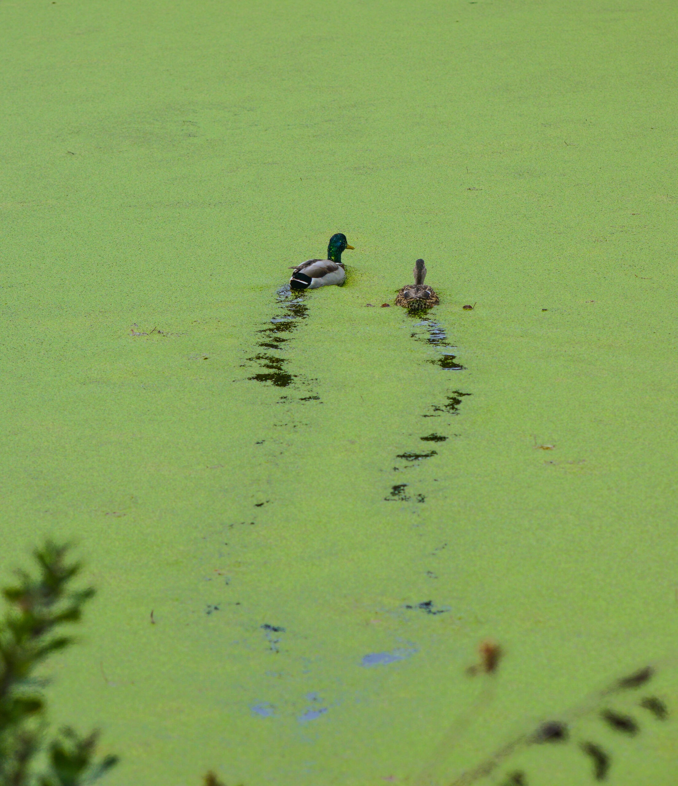 Ducks swimming through an algae bloom common in waters near mink fur farms in Nova Scotia. Nova Scotia, Canada, 2014. We Animals Media