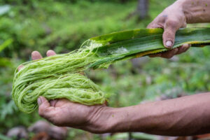 Fibre Extraction from leaves on an Ananas Anam farm.