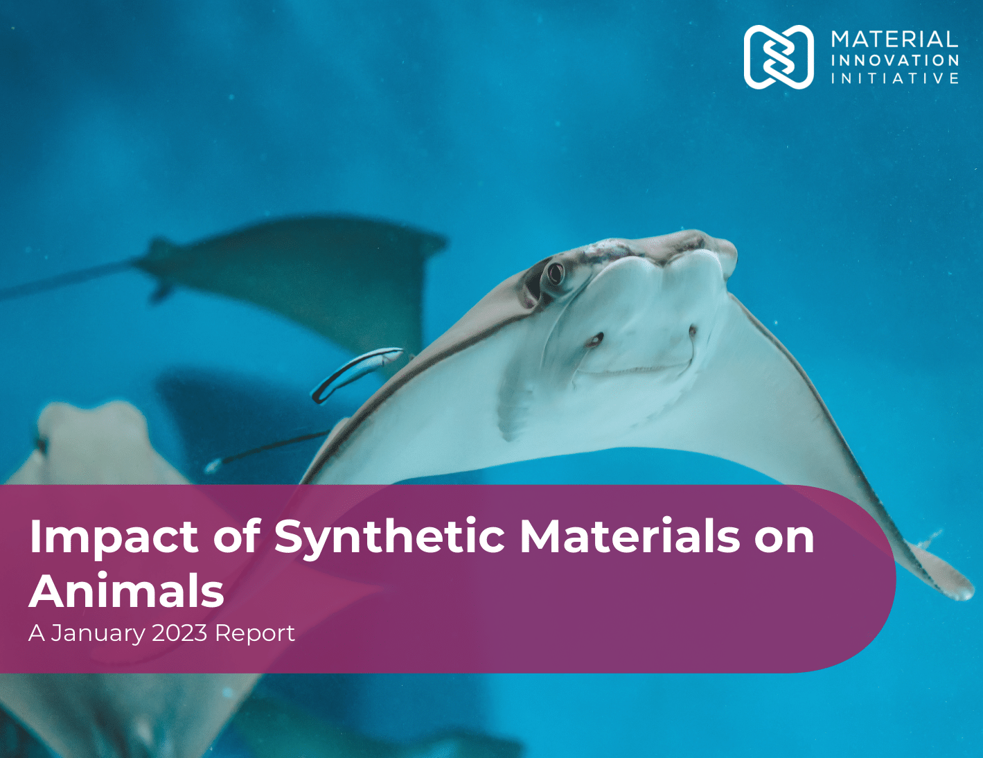 Impact of Synthetic Materials on Animals Report Hero Photo (Rays)