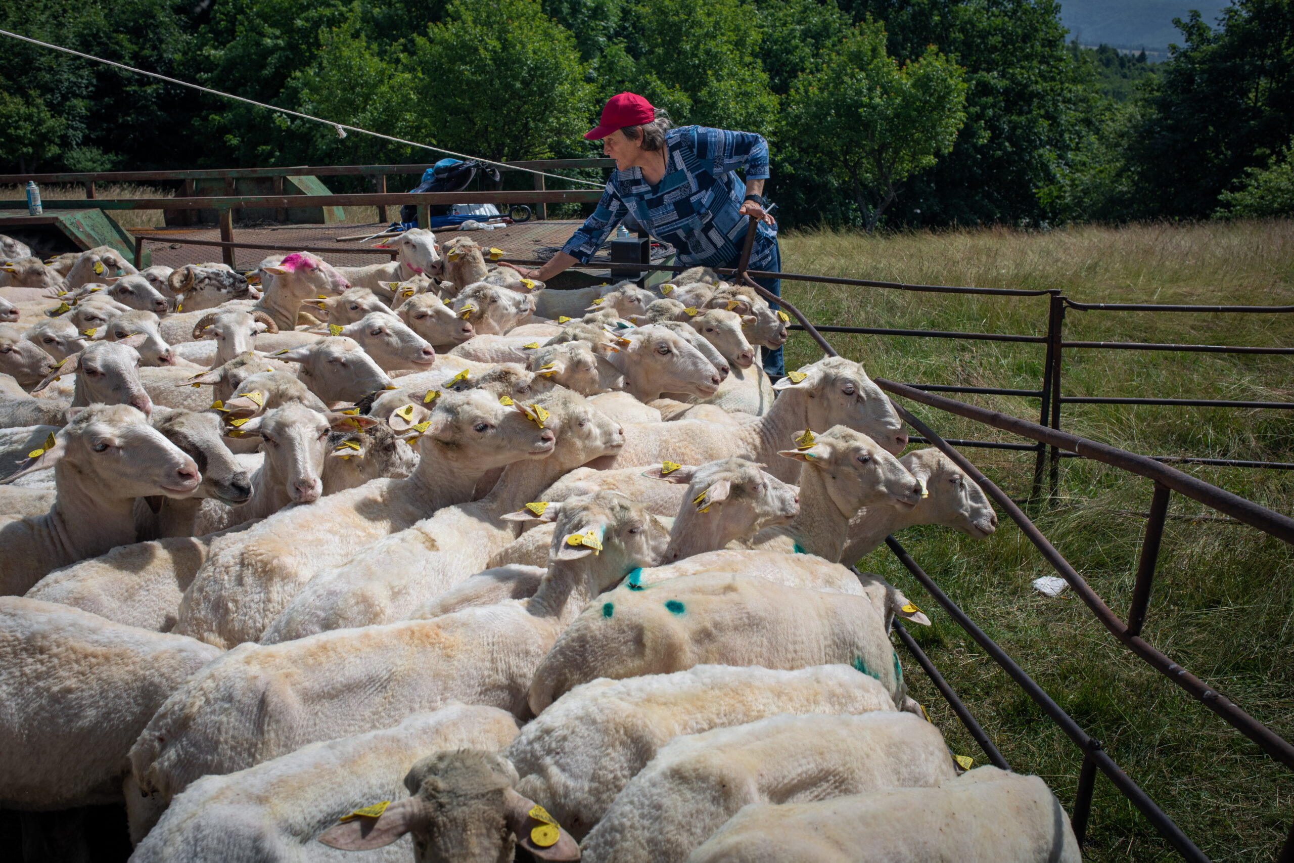 Freshly shorn sheep on a dairy farm anxiously crowd together in the corner of a pen while a woman holding a cigarette touches one of them with her hand. During the twice-yearly shearing procedure, the sheep may suffer cuts and wounds from fast shearing, rough handling, and further torment from flies attracted to their injuries